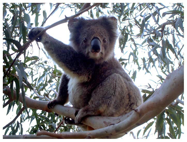 大自然樹上的Koala特寫.jpg