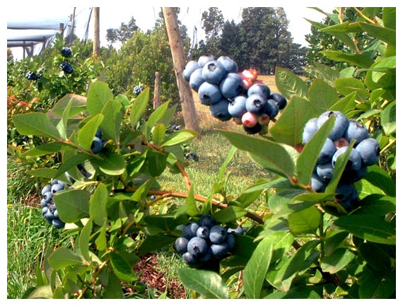 藍莓園2.JPG