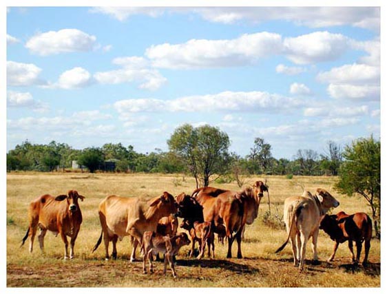 Cattle Family 2.JPG