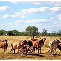 Cattle Family 2.JPG