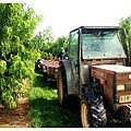 peaches farm-1.JPG