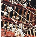 綻放的櫻花-這可是一株櫻花嫁接在桃樹上的櫻桃樹-等到5月就會結果.JPG