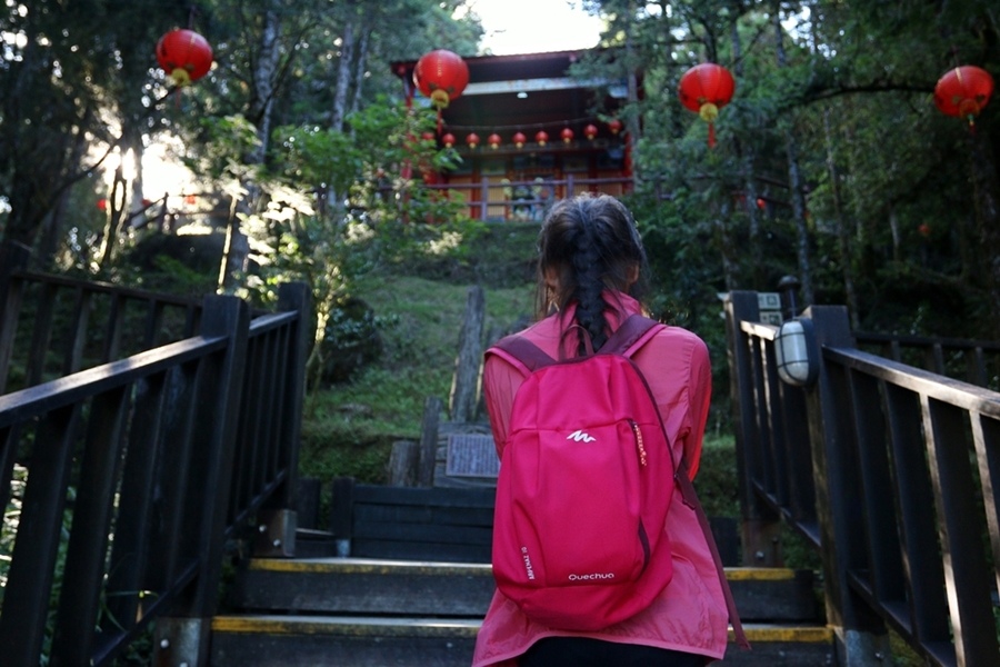 【太平山】檜木原始林步道，走進魔法森林裡