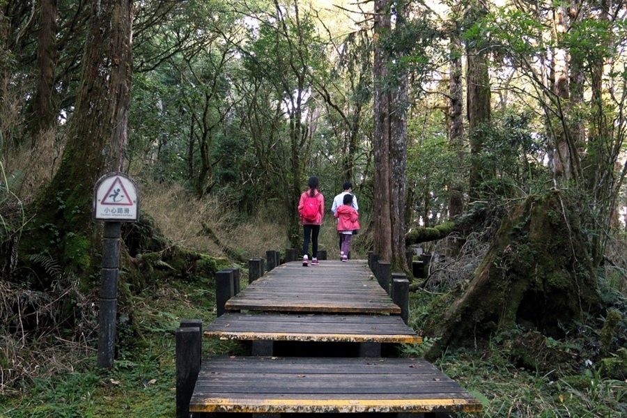 【太平山】檜木原始林步道，走進魔法森林裡