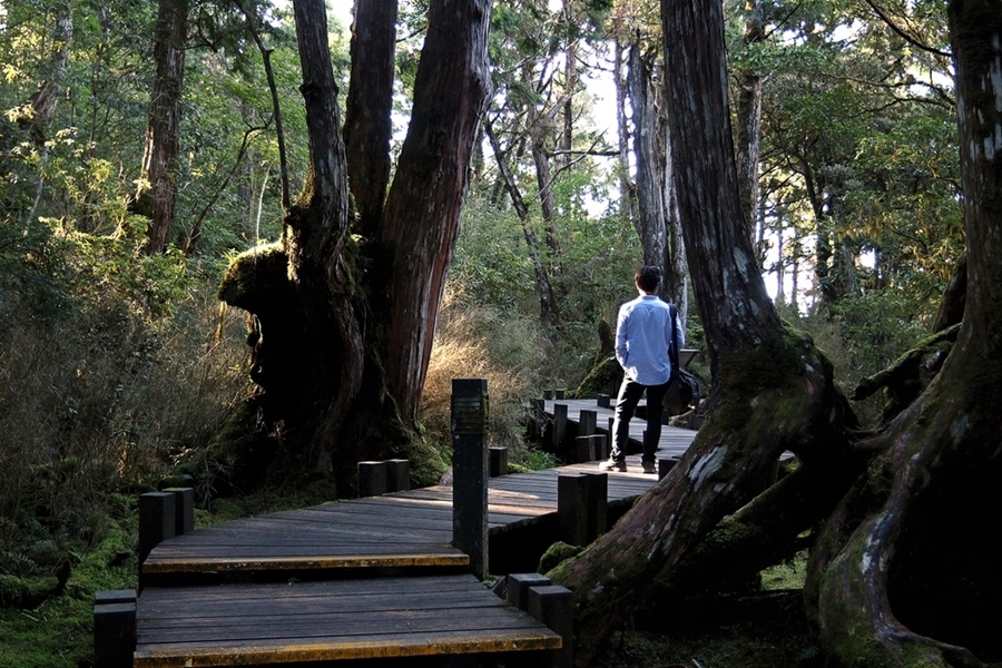 【太平山】檜木原始林步道，走進魔法森林裡