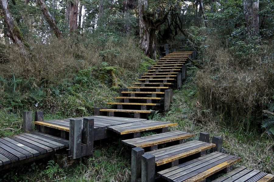 【太平山】檜木原始林步道，走進魔法森林裡