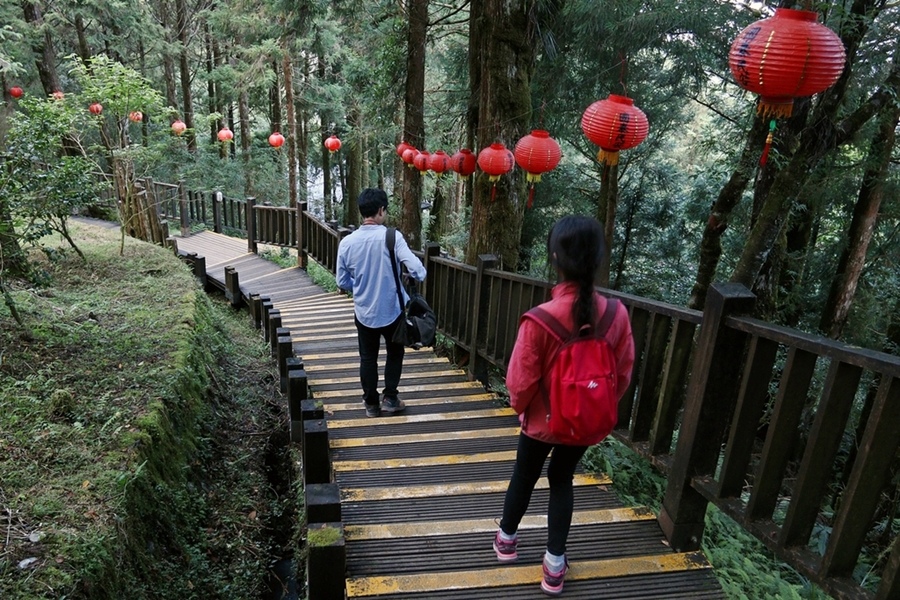 【太平山】檜木原始林步道，走進魔法森林裡