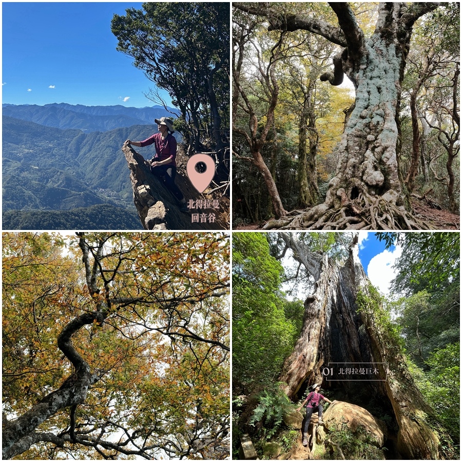 【新竹尖石】北得拉曼上內鳥嘴山賞山毛櫸