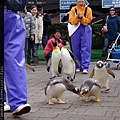 可愛企鵝遊行