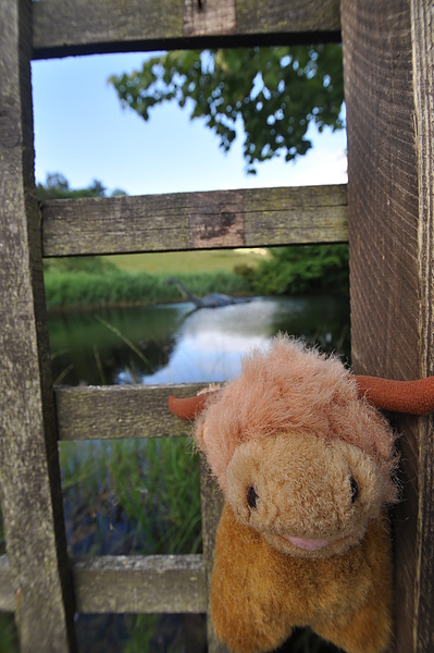 Highland Cow & Nessie.JPG