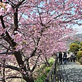 河津風景44.JPG
