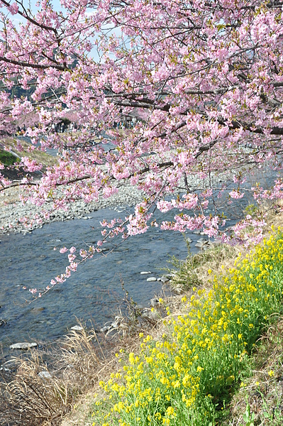 河津風景76.JPG