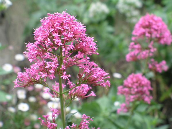 Wildflowers.JPG