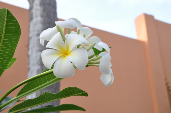 DSC_0224.JPG
