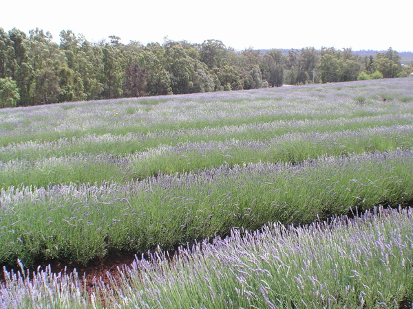 Bridestowe Lavender farm 14.JPG