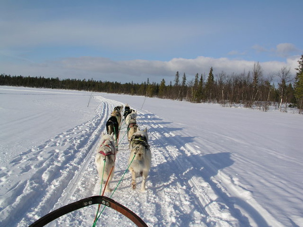 Dogsled 7