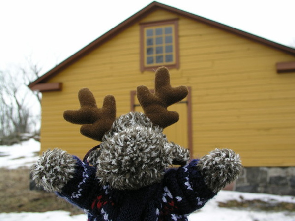 Reindeer in Suomenlinna