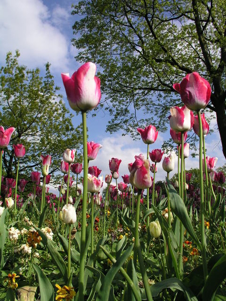 Botanic Gardens  9