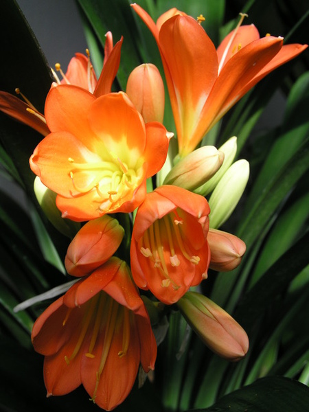Flower 8