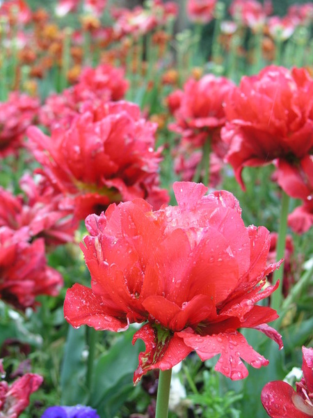 Flower 9
