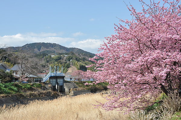 河津風景48.JPG