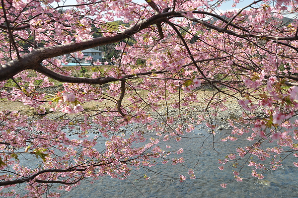 河津風景74.JPG