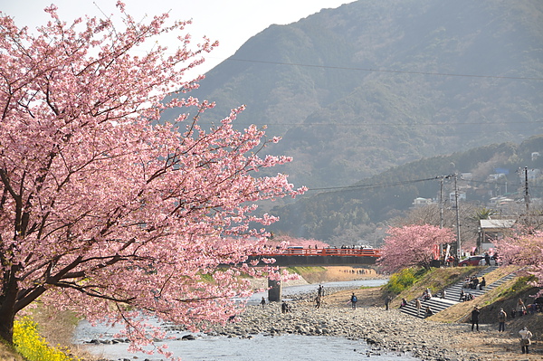 河津風景134.JPG