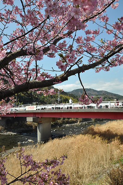 河津風景36.JPG
