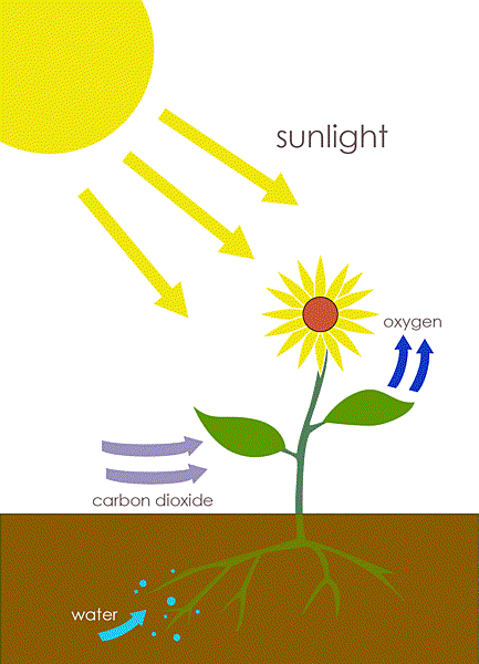 photosynthetic -toefl.gif