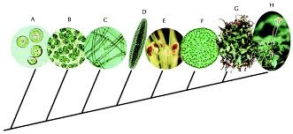 The Evolutionary Origin of Plants-toefl.jpg