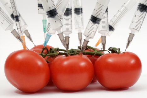 Genetically modified food-toefl.jpg