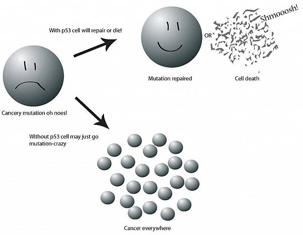 cell-exploding-p53-toefl.jpg