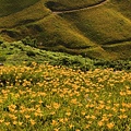 花蓮富里-六十石山-午後等拍耶蘇光 (52).jpg