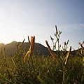 花蓮富里-六十石山-早晨金針花 (13).jpg