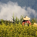 花蓮富里-六十石山-小瑞士+黃花亭隨走 (4).jpg