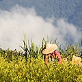 花蓮富里-六十石山-小瑞士+黃花亭隨走 (5).jpg