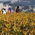 花蓮富里-六十石山-小瑞士+黃花亭隨走 (7).jpg