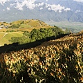 花蓮富里-六十石山-小瑞士+黃花亭隨走 (25).jpg