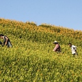 花蓮富里-六十石山-小瑞士+黃花亭隨走 (46).jpg