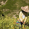 花蓮富里-六十石山-尖閣亭 (18).jpg