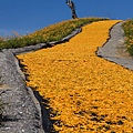 花蓮富里-六十石山-尖閣亭 (37).jpg