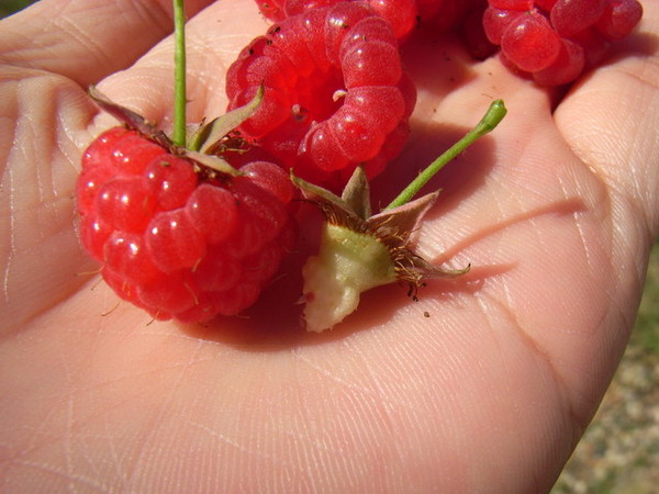 Raspberry in my hand
