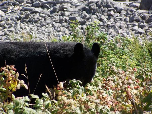 Black Bear _eating