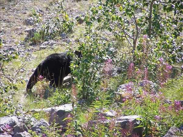 Black Bear_leaving