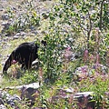 Black Bear_leaving