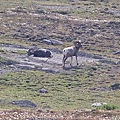 Bighorn Sheep (1)