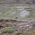 Bighorn Sheep