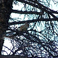 Golden-mantled Ground Squirrel