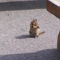 Golden-mantled Ground Squirrel