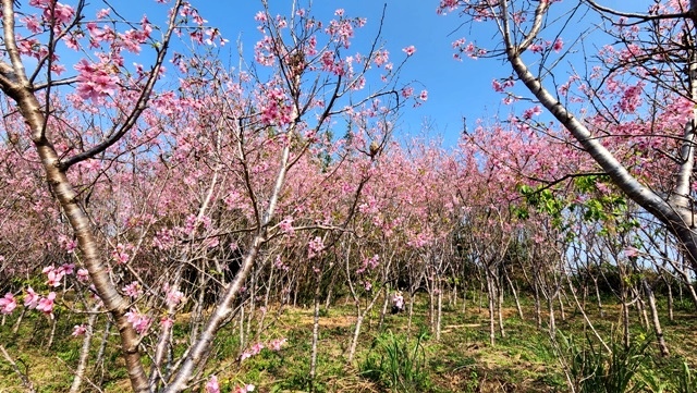 秀才步道_230313_0.jpg